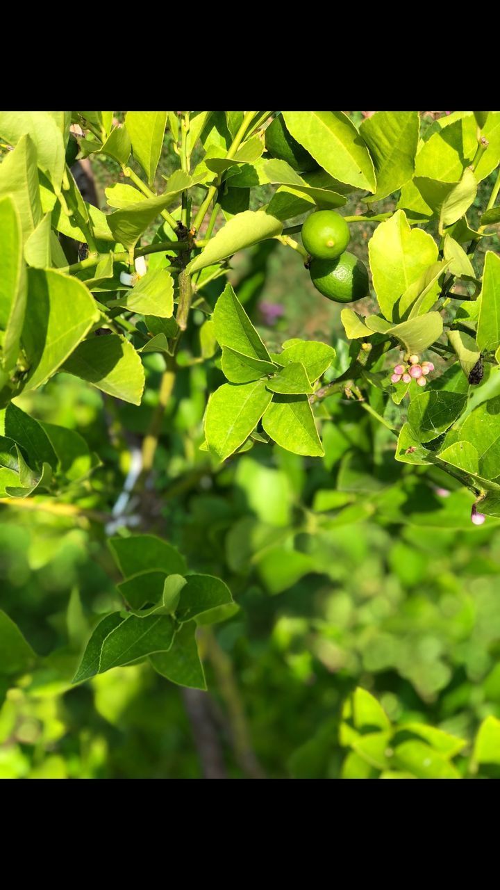 CLOSE-UP OF FRESH GREEN LEAVES