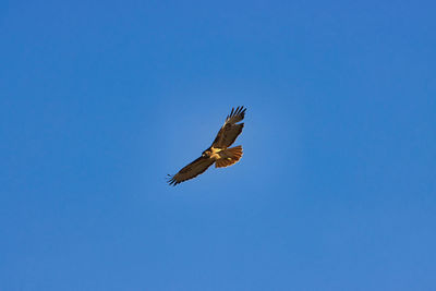 Low angle view of eagle flying in sky