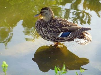 Close-up of duck swimming on lake