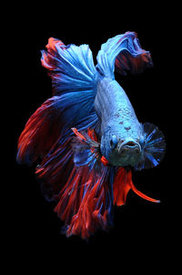 Close-up of fish underwater