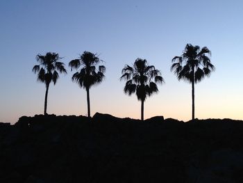 Low angle view of palm trees against sky