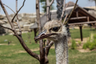 Ostrich portrait from trip to dubai safari park