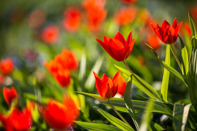 Close-up of red tulips plants on field