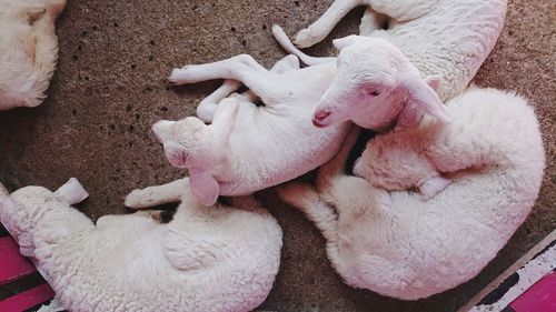 Little sheep looking at the camera.