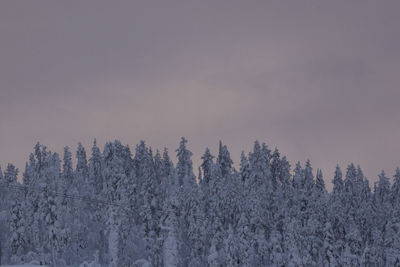Snow covered trees in forest against sky