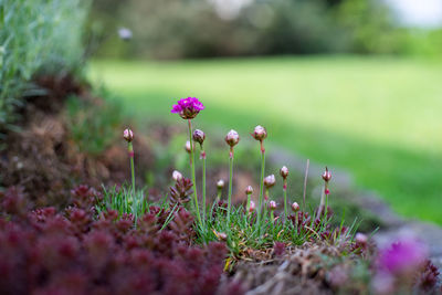 Close-up of mushrooms growing on field