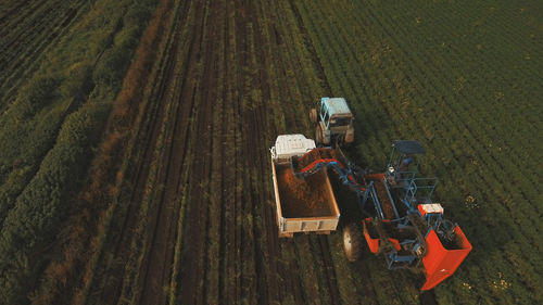 Machine harvesting carrots moves across the field and loads the carrot truck.