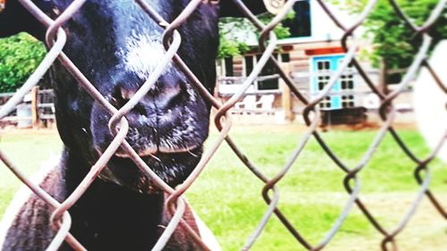 Chainlink fence on field