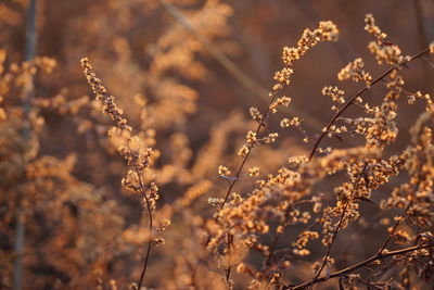 Close-up of plants growing on field