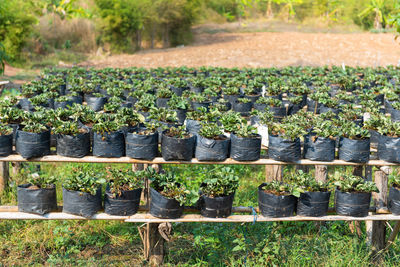 Plants growing in farm