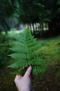 Cropped hand holding plant