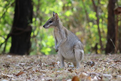 Squirrel on field in forest