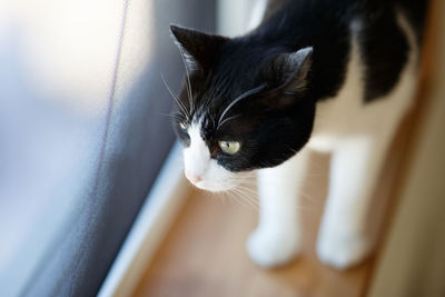 Close-up of cat looking away