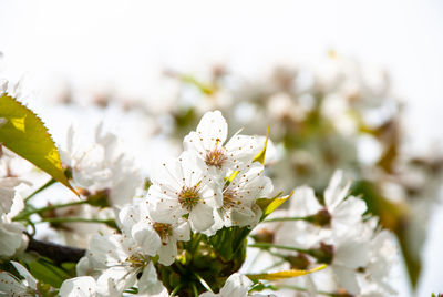 Close-up of white cherry blossom plant