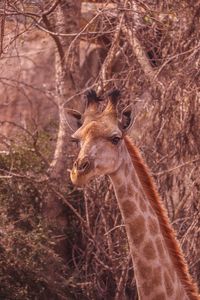 Close-up of an animal
