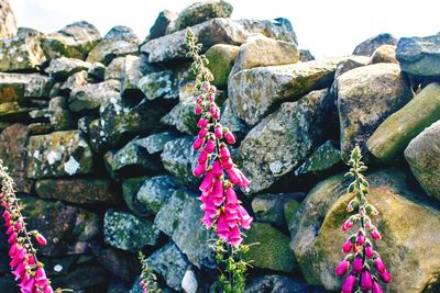 Close-up of pink water on rock