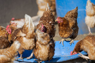 livestock