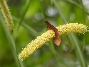 Close-up of insect on plant