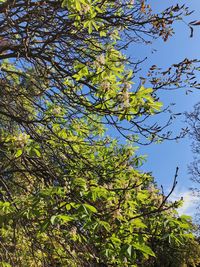 Low angle view of tree against sky