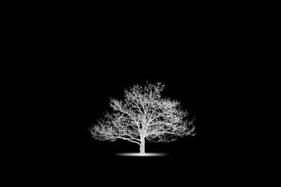 Close-up of illuminated tree against black background