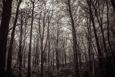 Low angle view of trees against sky