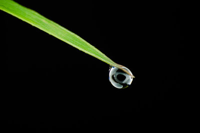 Close-up of electric lamp over black background