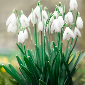 Close-up of white flowering plants