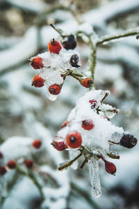 Close-up of frozen berries on tree