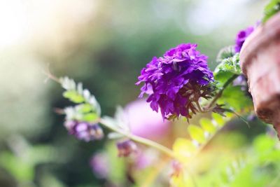 Close-up of insect on purple flowers