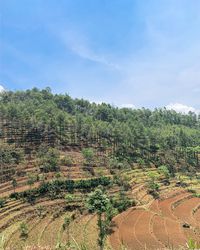 Scenic view of trees on field against sky