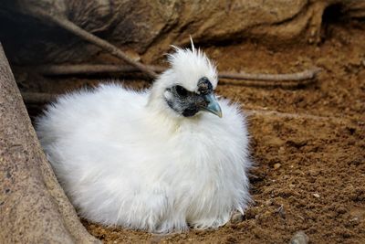 Close-up of  a white silkie hen hatching 