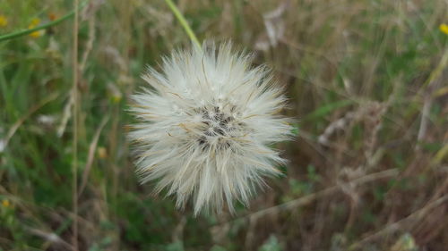 Close-up of dandelion