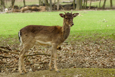 Portrait of deer standing on land