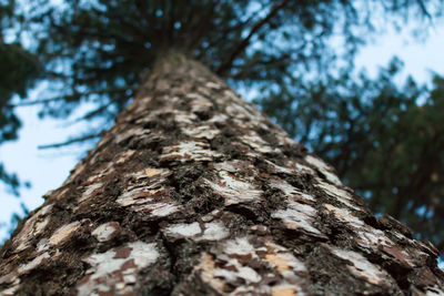 Low angle view of tree trunk