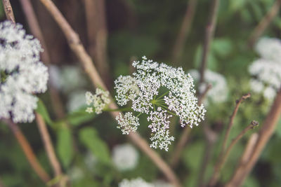 Close-up of snow on plant