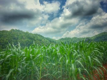 Scenic view of agricultural field against sky