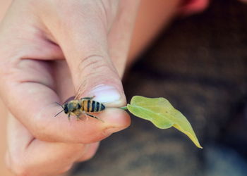 Close-up of insect on hand