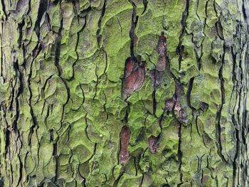 Full frame shot of tree trunk