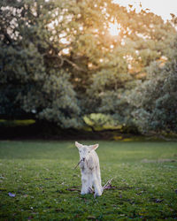 Cat on a field