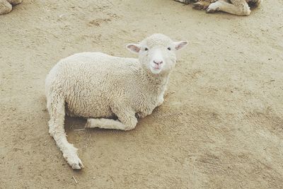Portrait of sheep relaxing outdoors