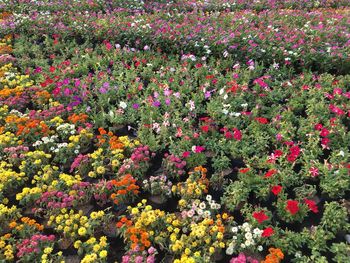 Full frame shot of multi colored flowers blooming on field