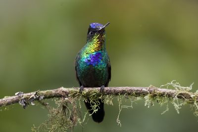 Close-up of bird perching on branch