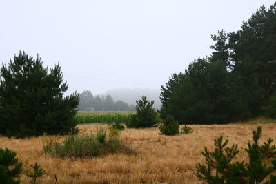 Trees on field against clear sky