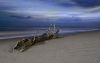 Driftwood on beach against sky