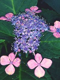 Close-up of pink hydrangea flowers