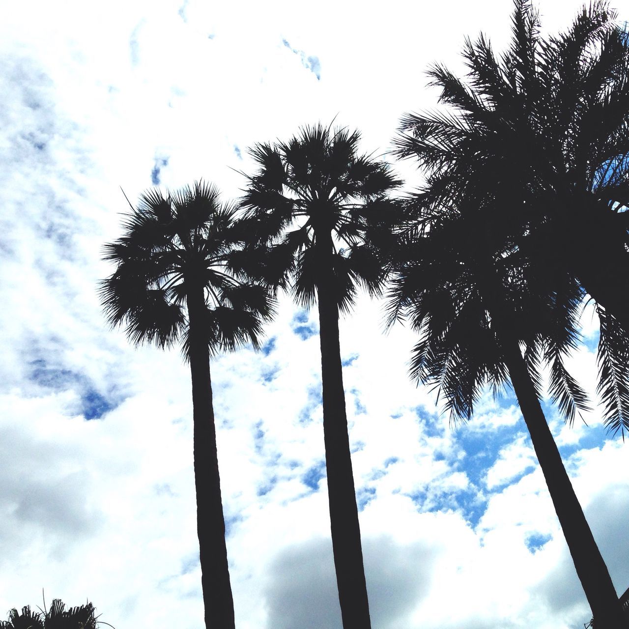 low angle view, tree, sky, silhouette, palm tree, cloud - sky, tree trunk, nature, tall - high, tranquility, growth, cloud, cloudy, beauty in nature, street light, branch, no people, outdoors, scenics, day