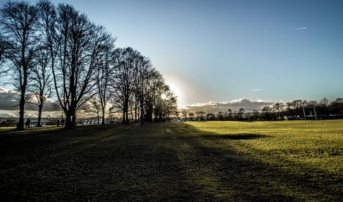 Bare trees on field against clear sky