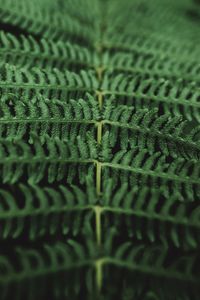 Full frame shot of fern leaves