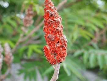 Close-up of red leaves on plant