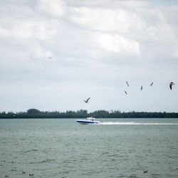 Birds flying over sea against sky